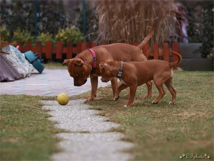 Staffordshire Bull Terrier