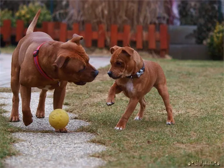 Staffordshire Bull Terrier