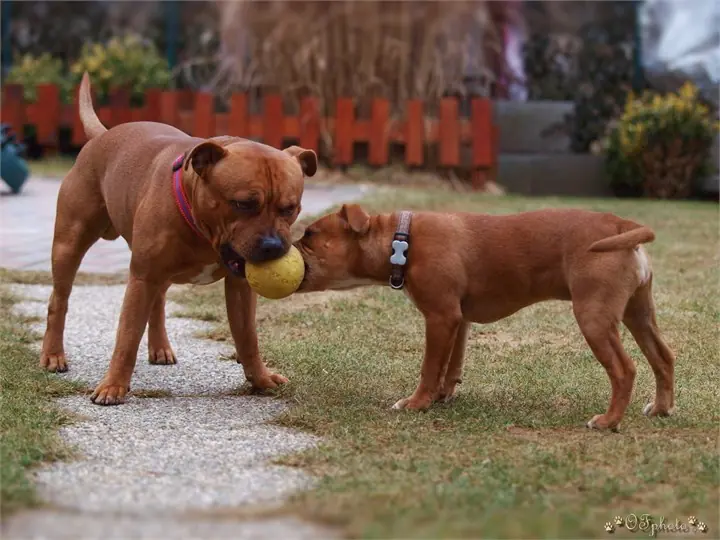 Staffordshire Bull Terrier
