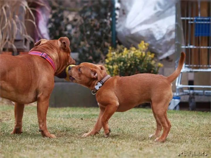 Staffordshire Bull Terrier