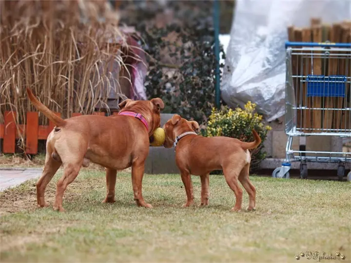 Staffordshire Bull Terrier