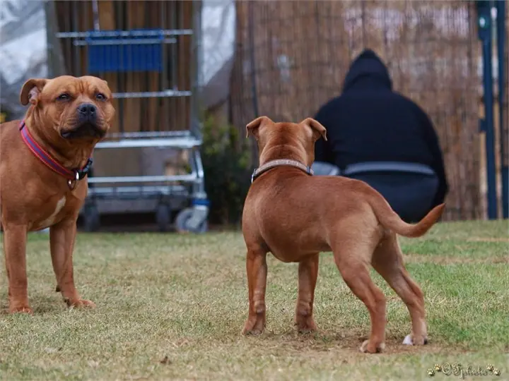 Staffordshire Bull Terrier