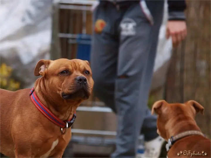 Staffordshire Bull Terrier