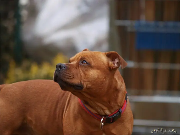 Staffordshire Bull Terrier