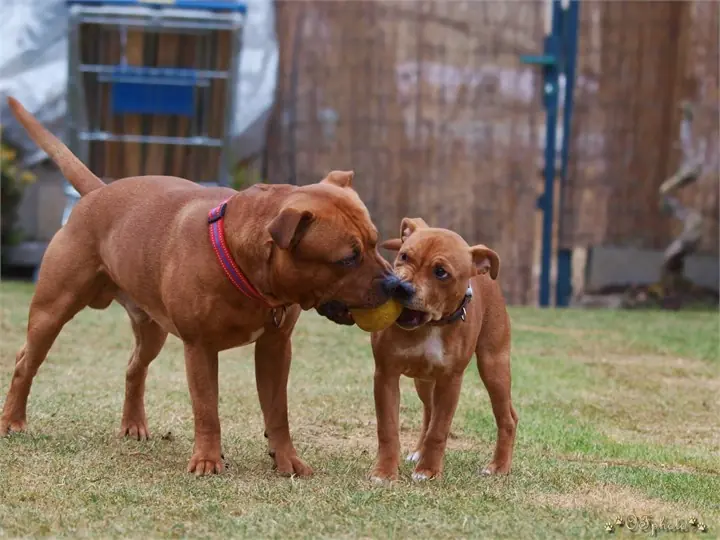 Staffordshire Bull Terrier
