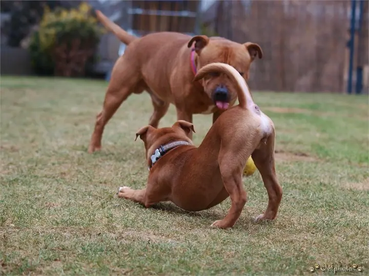Staffordshire Bull Terrier