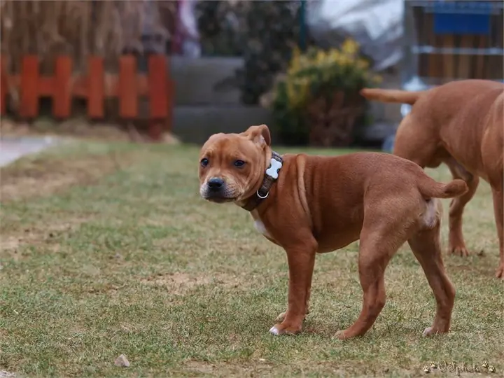 Staffordshire Bull Terrier