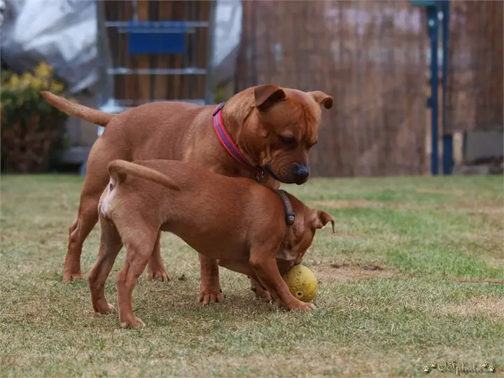 Staffordshire Bull Terrier