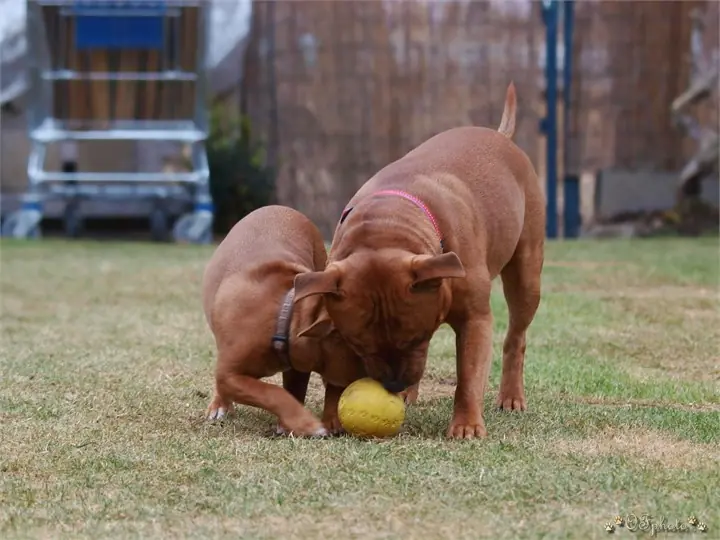 Staffordshire Bull Terrier