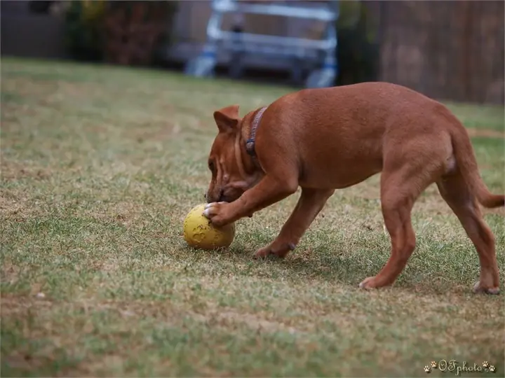Staffordshire Bull Terrier
