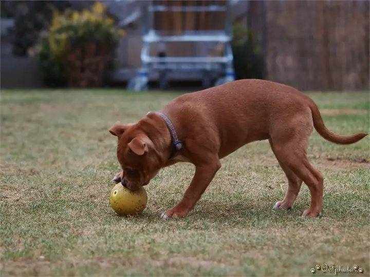 Staffordshire Bull Terrier