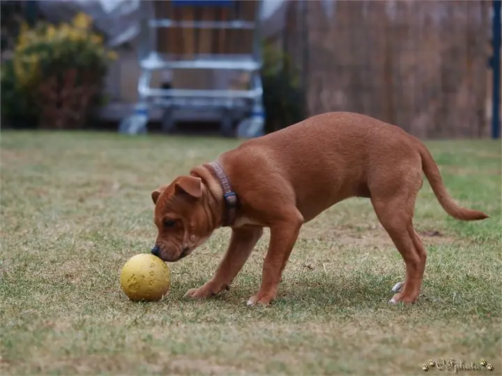 Staffordshire Bull Terrier