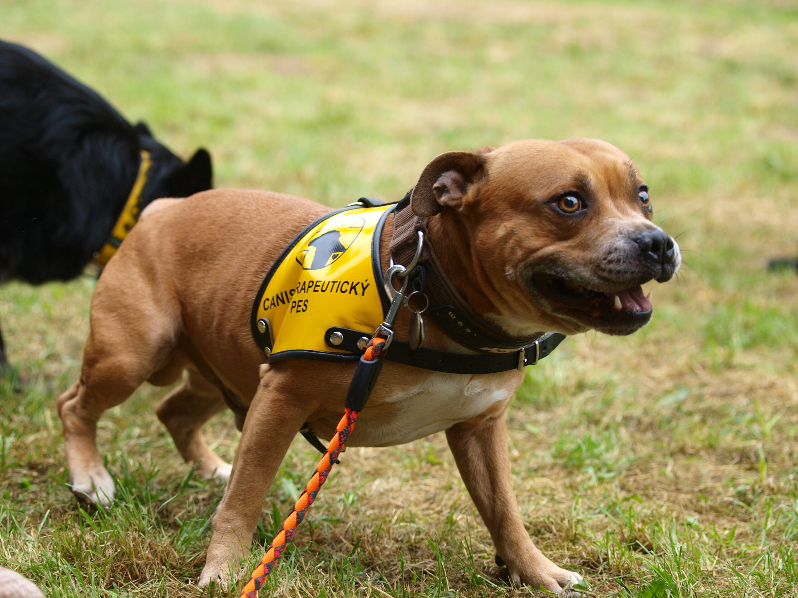 Canisterapie Stafordšírských bulteriérů 13 Canisterapie Stafordšírských bulteriérů stafordšírský bulteriér canisterapie