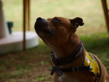 Canisterapie Stafordšírských bulteriérů 7 Canisterapie Stafordšírských bulteriérů stafordšírský bulteriér canisterapie