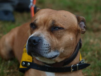 stafordšírský bulteriér canisterapie