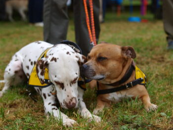 stafordšírský bulteriér canisterapie