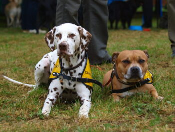 stafordšírský bulteriér canisterapie