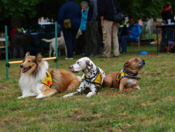 Canisterapie Stafordšírských bulteriérů 3 Canisterapie Stafordšírských bulteriérů stafordšírský bulteriér canisterapie