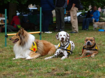 stafordšírský bulteriér canisterapie