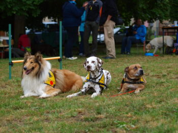 Canisterapie Stafordšírských bulteriérů 1 Canisterapie Stafordšírských bulteriérů stafordšírský bulteriér canisterapie