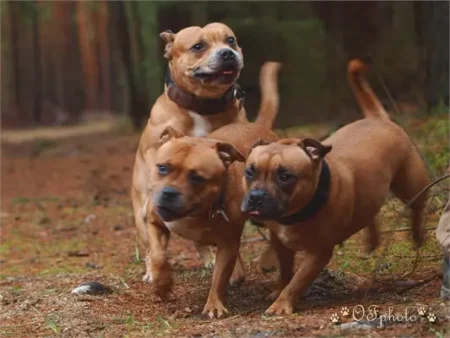 Stafbul