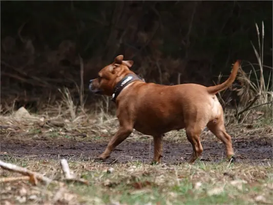 Stafbul
