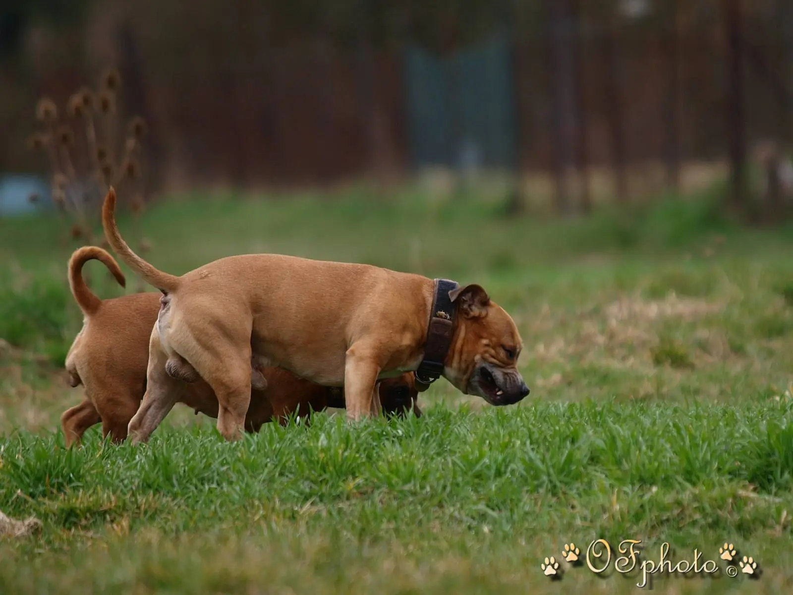 Stafbul