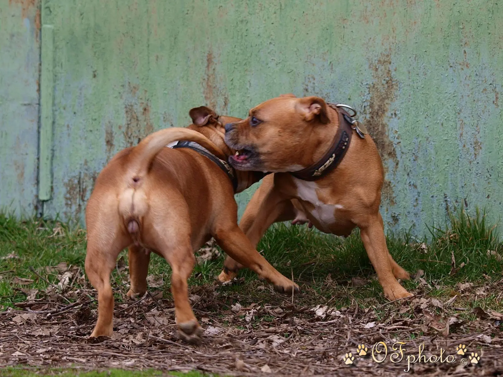 Stafbul