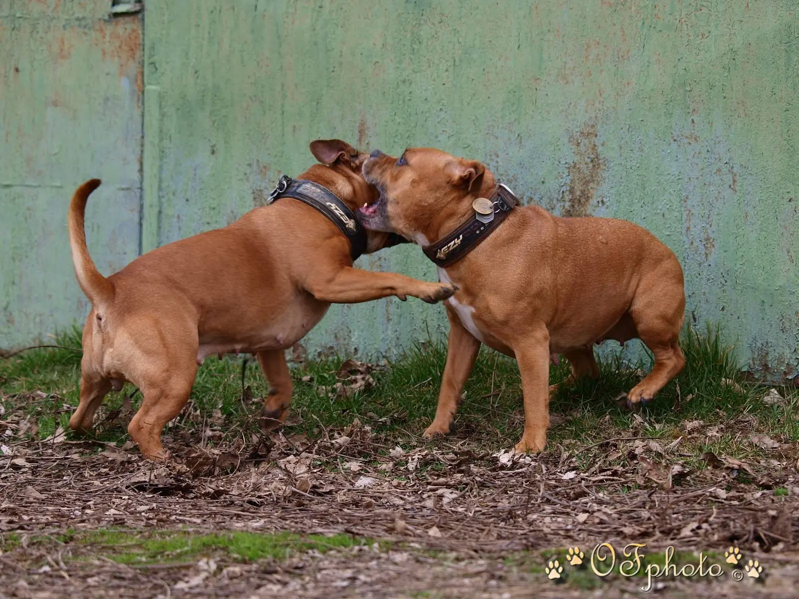 Stafbul