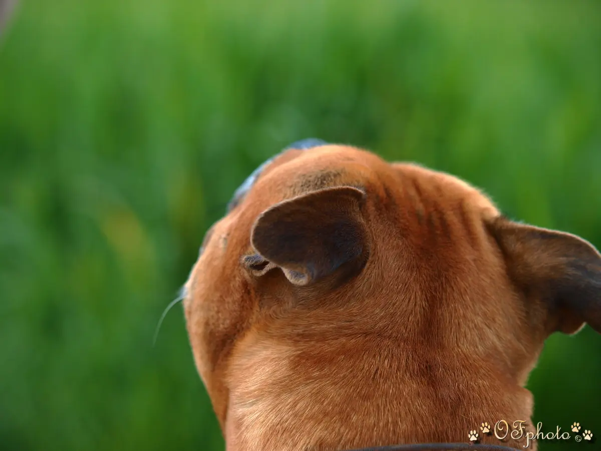 Stafbul