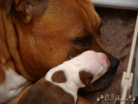 Staffordshire Bull Terrier - litter G