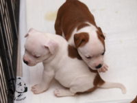 Staffordshire Bull Terrier - litter G