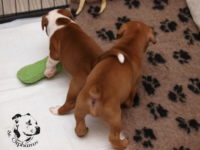 Staffordshire Bull Terrier - litter G