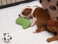 Staffordshire Bull Terrier - litter G