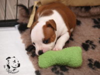 Staffordshire Bull Terrier - litter G