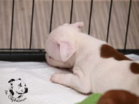 Staffordshire Bull Terrier - litter G