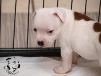 Staffordshire Bull Terrier - litter G