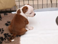 Staffordshire Bull Terrier - litter G