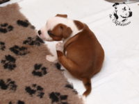 Staffordshire Bull Terrier - litter G