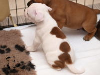 Staffordshire Bull Terrier - litter G