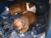 Staffordshire Bull Terrier - litter G