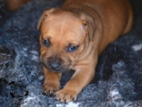 Staffordshire Bull Terrier - litter G