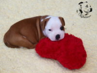 Staffordshire Bull Terrier - litter G