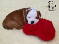 Staffordshire Bull Terrier - litter G