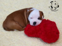 Staffordshire Bull Terrier - litter G