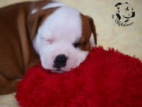 Staffordshire Bull Terrier - litter G