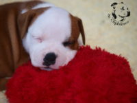 Staffordshire Bull Terrier - litter G