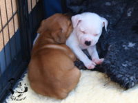 Staffordshire Bull Terrier - litter G