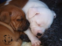 Staffordshire Bull Terrier - litter G