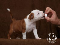 Staffordshire Bull Terrier - litter G